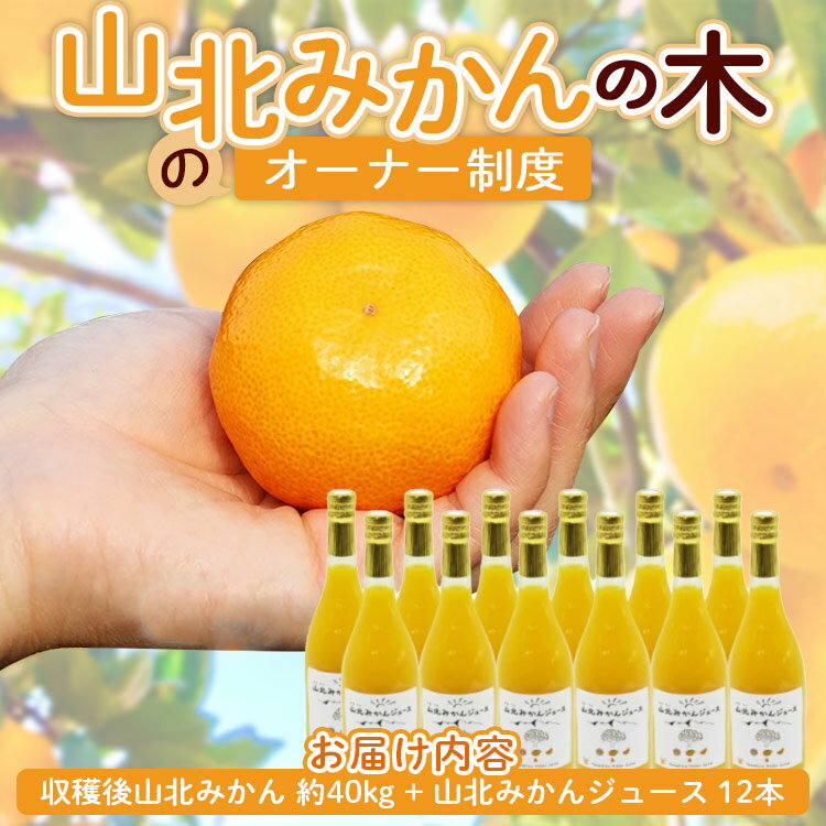 【ふるさと納税】山北みかんの木のオーナー制度 (収穫後山北みかん 約40kg+山北みかんジュース 12本) - 果物 フルーツ 柑橘類 みかん ミカン 蜜柑 数量限定 期間限定 果樹 丸々 丸ごと まるごと 1本 温州みかん 山北みらい 高知県 香南市【常温】 yk-0037