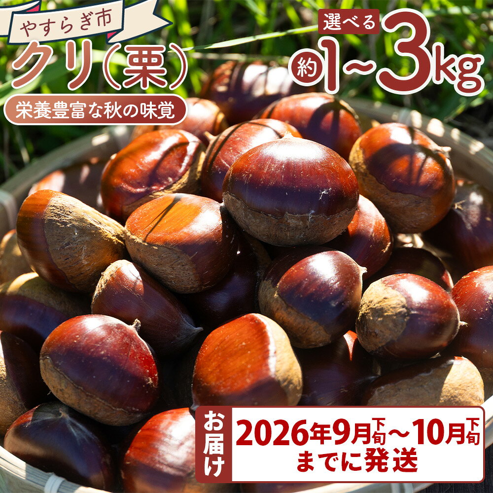[選べる数量][先行受付]栄養豊富な秋の味覚 クリ(栗)(約1kg/2kg/3kg) - 選べる 内容量 国産 果物 青果 フルーツ マロン 生栗 秋の味覚 旬 ゆで栗 焼き栗 甘露煮 栗ご飯 やすらぎ市 高知県 香南市[常温][2026年9月下旬〜10月下旬までに発送]