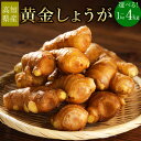 【ふるさと納税】<選べる内容量>【高知県産】黄金しょうが 約1kg・約2kg ショウガ 生姜 野菜 特産品 香美市 高知県 送料無料