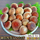 【ふるさと納税】<選べる定期便・内容量>【3回・6回・12回定期便】御在所肉厚生しいたけ 約500g 約1kg 椎茸 シイタケ きのこ キノコ 茸 野菜 冷蔵 ...