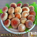【ふるさと納税】<選べる定期便>【2ヶ月毎】【3回・4回・6回定期便】御在所肉厚生しいたけ 1回あたり 約500g 椎茸 シイタケ きのこ キノコ 茸 野菜 冷...