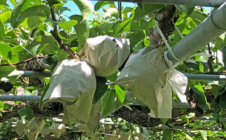 割引購入即納 ふるさと納税 数量限定 カミのこだわり豊水梨4個入り 梨 ナシ 果物 フルーツ 果物類 お届け 年8月下旬 9月上旬 第1位獲得 割引購入即納 ふるさと納税 数量限定 カミのこだわり豊水梨4個入り 梨 ナシ 果物 フルーツ 果物類 お届け 年8月下旬 9月上旬 第1位獲得