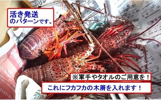 【ふるさと納税】S143伊勢海老天然ほんまもん!<200g前後>【活き】
