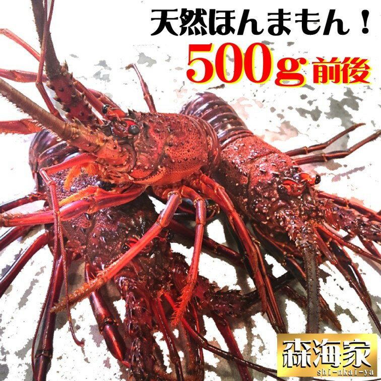 【ふるさと納税】S143伊勢海老天然ほんまもん!<200g前後>【活き】