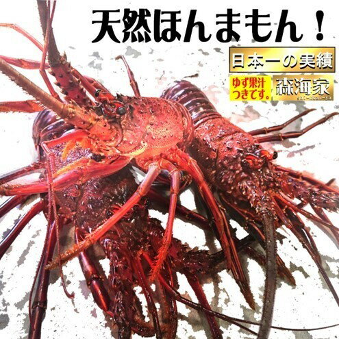 リピーター続出!伊勢海老 選べる容量 [180g〜1100g] 国産 東洋町産 天然 新鮮 海鮮 ゆず果汁付き 刺身 焼き お祝い 記念日 贈り物