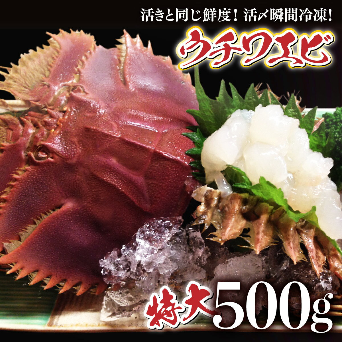 【ふるさと納税】活〆ウチワエビ特大3匹 500g＜数量限定＞