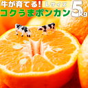 ＜先行予約＞牛が育てる！コクうまポンカン Lサイズ＜5kg＞ 国産 東洋町産 訳アリ ぽんかん オレンジ 果物 フルーツ 甘い 酸味 コク 完熟 無農薬栽培 高知 四国 お取り寄せ 家庭用 自宅用 送料無料 産地直送 果汁 ジューシー 蜜柑 ミカン 牛 ko11