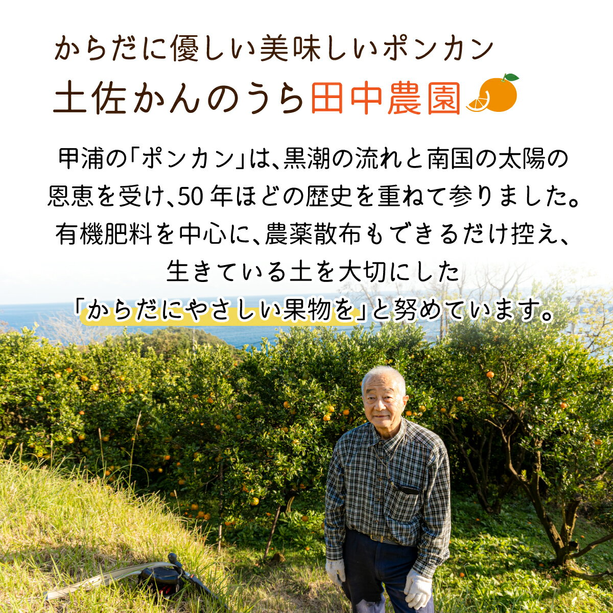 【ふるさと納税】＜先行予約＞訳ありポンカン 3kg（L~3Lサイズ） 国産 東洋町産 訳あり 甘酸っぱい ジューシー 蜜柑 ミカン 高知県 東洋町 四国 お取り寄せ フルーツ 果物 送料無料 T-01