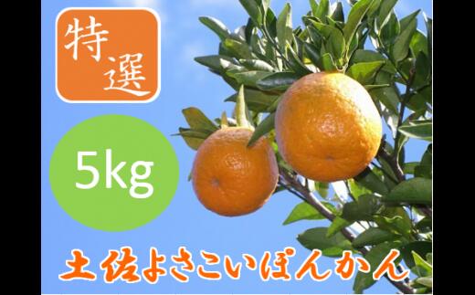 [先行予約]土佐よさこいぽんかん[特選5kg] 国産 東洋町産 訳あり 甘酸っぱい 甘い 蜜柑 ミカン ジューシー 高知県 東洋町 四国 お取り寄せ フルーツ 果物 送料無料 産地直送