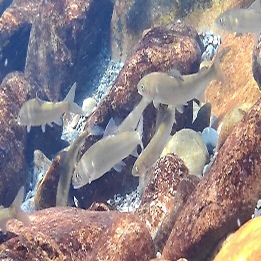 野根川天然遡上鮎 15cm以下（12~16匹）500g~550g 国産 東洋町産 冷凍 天然鮎 魚 冷凍 四国 お取り寄せ 家庭用 自宅用 贈り物 送料無料 km20