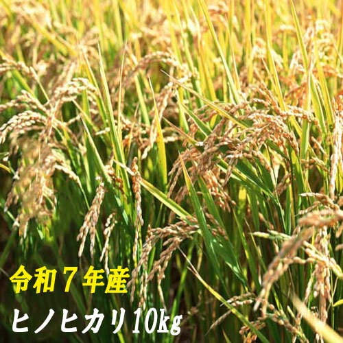 [令和7年産] ヒノヒカリ10kg (5kg×2袋) 数量限定 米 10kg ひのひかり 白米 精米 お米 美味しい おこめ コメ ヒノヒカリ ご飯 農家 /高知県 奈半利町 120001-7