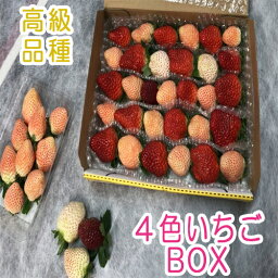 【ふるさと納税】　高級品種4色いちごBOX