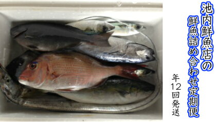 池内鮮魚店の鮮魚詰め合わせ(年12回発送)