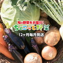 【ふるさと納税】ve009 土佐の新鮮野菜!毎月ちょこっとど...