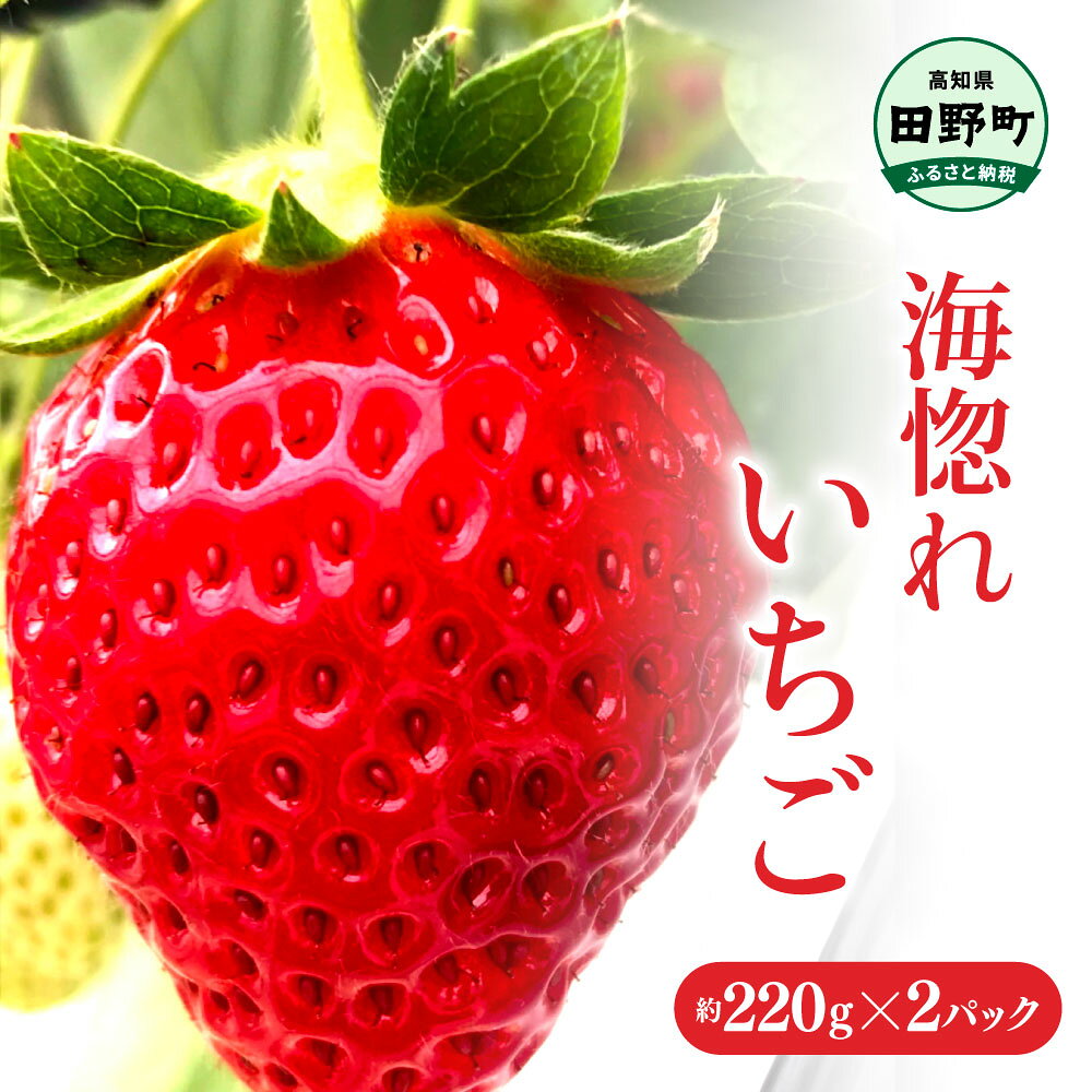 ≪農園直送≫ 海惚れいちご 約220g×2パック (L~LLサイズ混載) いちご イチゴ 苺 果物 フルーツ 大粒 大きめ ランダム 詰め合わせ 甘い フルーティ 送料無料 お取り寄せ 通販 常温 冷蔵 配送 ふるさとのうぜい 故郷納税 高知 高知県産 8000円 返礼品