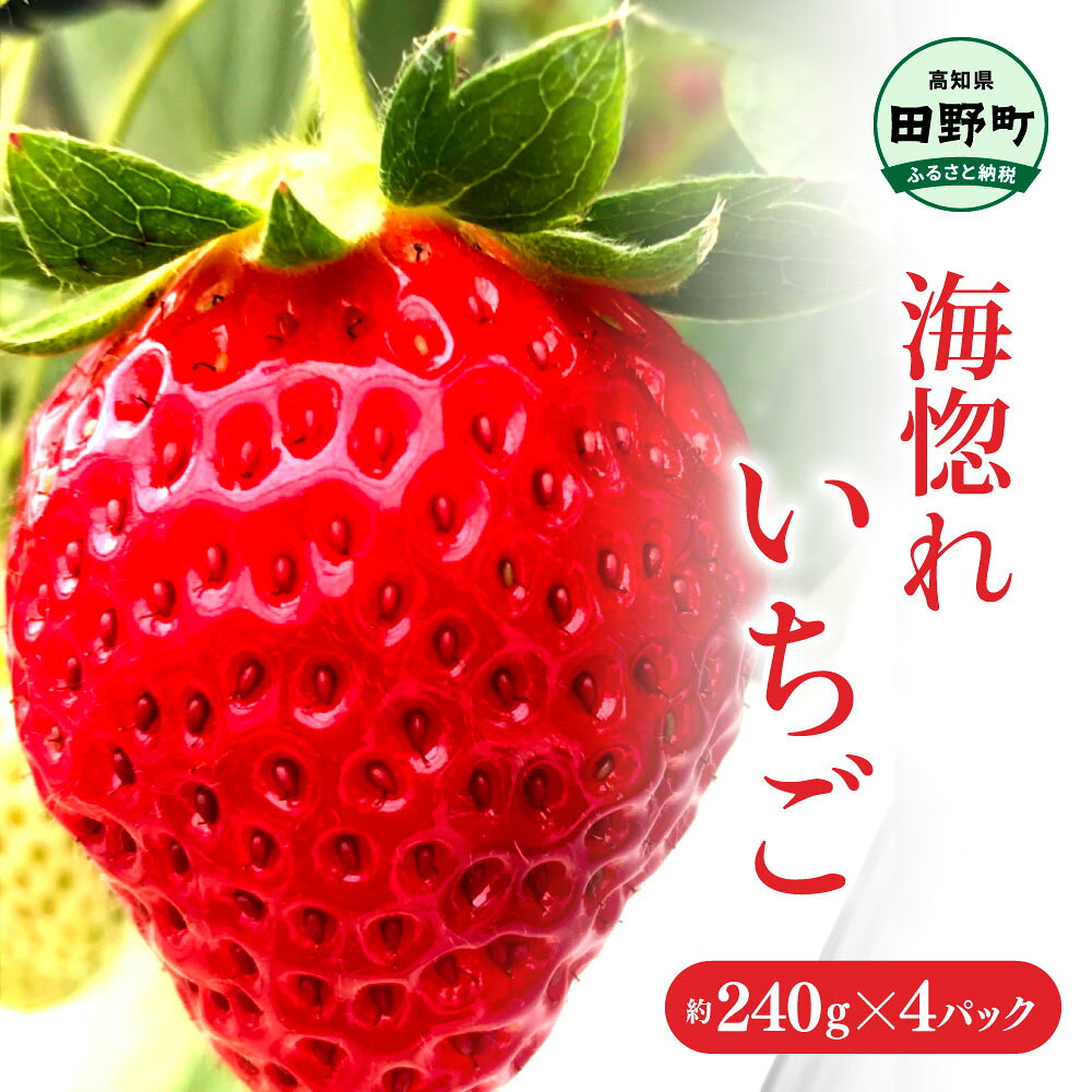 ≪農園直送≫ 海惚れいちご 約240g×4パック (S~Lサイズ混載) いちご イチゴ 苺 果物 フルーツ ランダム 不揃い ふぞろい 詰め合わせ 甘い 送料無料 お取り寄せ 通販 常温 冷蔵 配送 ふるさとのうぜい 故郷納税 高知 高知県産 12000円 返礼品