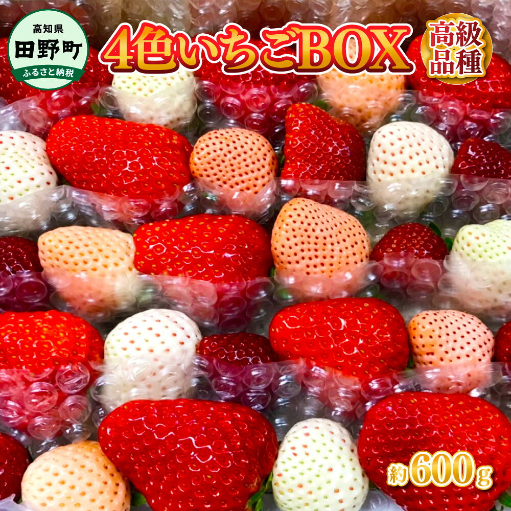 ≪農園直送≫ 高級品種4色いちご BOX 計600g程度 いちご イチゴ 苺 果物 フルーツ 詰め合わせ 高級 品種 海惚れいちご 天使のイチゴ ローズパール 真紅の美鈴 送料無料 お取り寄せ 常温 冷蔵 配送 ふるさとのうぜい 故郷納税 高知県産 14000円 返礼品