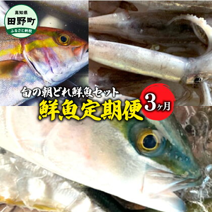 ～海の幸～旬の朝どれ鮮魚セット カネアリ水産の鮮魚定期便3ヶ月 季節 四季 旬 春 夏 秋 冬 鮮魚 カツオ サバ 金目鯛 カンパチ 魚 海鮮 冷蔵配送 定期便 定期コース 3回 国産 高知県産 高知 返礼品 故郷納税 ふるさとのうぜい 田野町