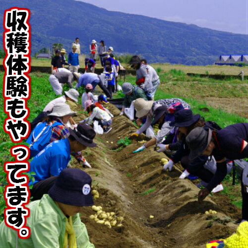 【ふるさと納税】5月発送！四国一小さな町のじゃがいも。高知県田野町の大野台地で採れた新じゃが　10Kg