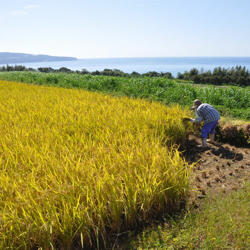 【ふるさと納税】平成30年産　田野米　5Kg 高知県田野町の農家さんが手塩にかけて育てた新米です。