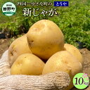 ★先行受付：2024年5月発送開始★大野台地で採れた 令和6年産新じゃがいも『とうや』10kg 10キロ トウヤ イモ 新じゃが ジャガイモ 芋 いも ポテト 野菜 おいしい なめらか 旬 国産 お取り寄せ 常温 配送 送料無料 高知県 田野町 故郷納税 返礼品