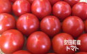 【ふるさと納税】 【2025年10月下旬より発送】安田町産 愛情たっぷり新鮮トマト1kg 先行受付 完熟 トマト 高知県産 1kg 産地直送 新鮮 もぎたて 人気 野菜 とまと 栄養 ヘルシー 高知 安田町 TR-03