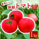 【ふるさと納税】 【2025年10月下旬より発送】安田町産 愛情たっぷり新鮮トマト1kg 先行受付 完熟 トマト 高知県産 1kg 産地直送 新鮮 もぎたて 人...