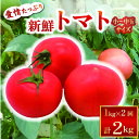 【ふるさと納税】 【新鮮トマトを2回お届け!】安田町産新鮮トマト 1kg 定期便 2回発送 計2kg 早期予約 2ヶ月 定期便 とまと トマト フルーツトマト ...