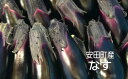 【ふるさと納税】 【2025年10月下旬より発送】安田町産新鮮ナス20-24本の定期便 2回発送 2か月 2回 定期便 ナス 20本以上 野菜 茄子 産地直送 早期予約 季節限定 夏野菜 ふるさと納税茄子 ふるさと納税なす 高知 安田町 KM-03