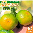 【ふるさと納税】 服部さんが育てたみかん「極早生ゆら」2Sサイズ 5kg 服部農園 極早生 ゆら 由良 みかん 2Sサイズ 5Kg 小玉 早生 緑みかん 果物 ...