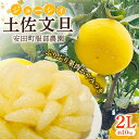【ふるさと納税】 はっとりさんちの農園で育てた土佐文旦(2Lサイズ10kg) 早期予約 文旦 10kg 2L サイズ 柑橘 土佐文旦 みかん 蜜柑 期間限定 季...