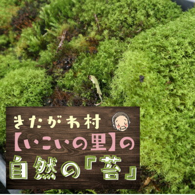 【ふるさと納税】<応援してください> 「いこいの里」の自生苔 34cm×51cmトレー1個分【1511960】