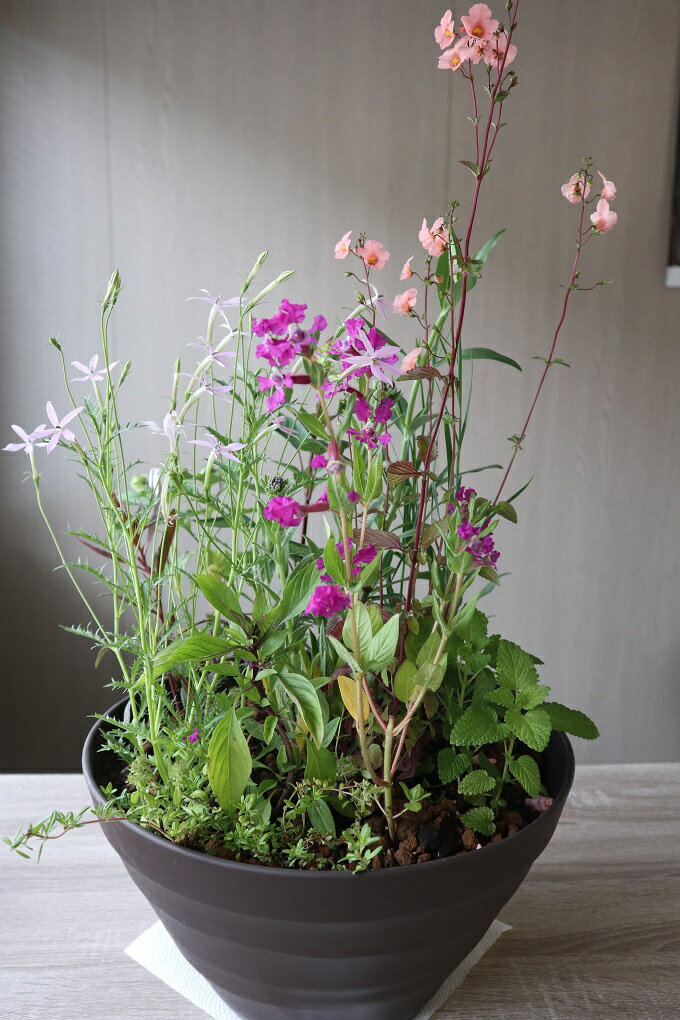 【ふるさと納税】[定期お届け]北川村「モネの庭」から季節の花々の贈りもの。