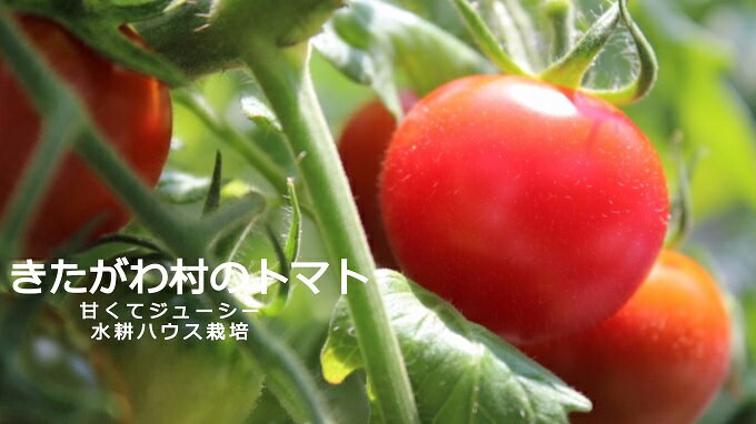 【ふるさと納税】北川村のトマト　2箱