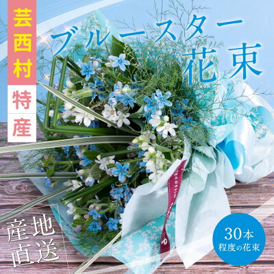 楽天ふるさと納税　【ふるさと納税】 芸西村特産ブルースター花束（約30本程度の花束）故郷納税 2万円代／高知県芸西村産で世界一にも輝いたブルースター（ピュアブルー）を生産地よりお届け 花言葉は「幸福な愛」「信じあう心」大切な方への贈り物としても 10月中旬より発送予定