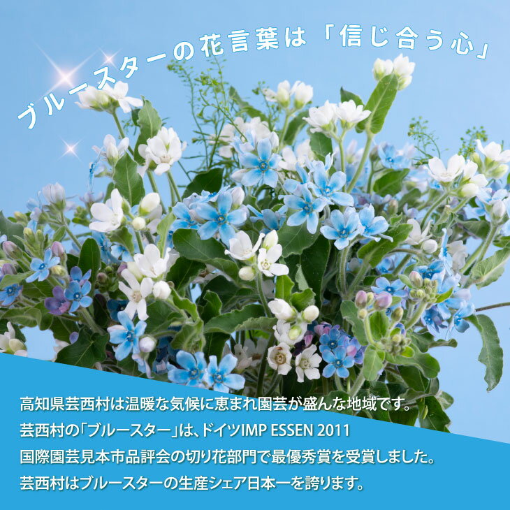 【ふるさと納税】 芸西村特産ブルースター花束（約45本程度の花束）故郷納税／高知県芸西村産で世界一にも輝いたブルースター（ピュアブルー）を生産地よりお届け 花言葉は「幸福な愛」「信じあう心」大切な方への贈り物としても 10月中旬より発送予定