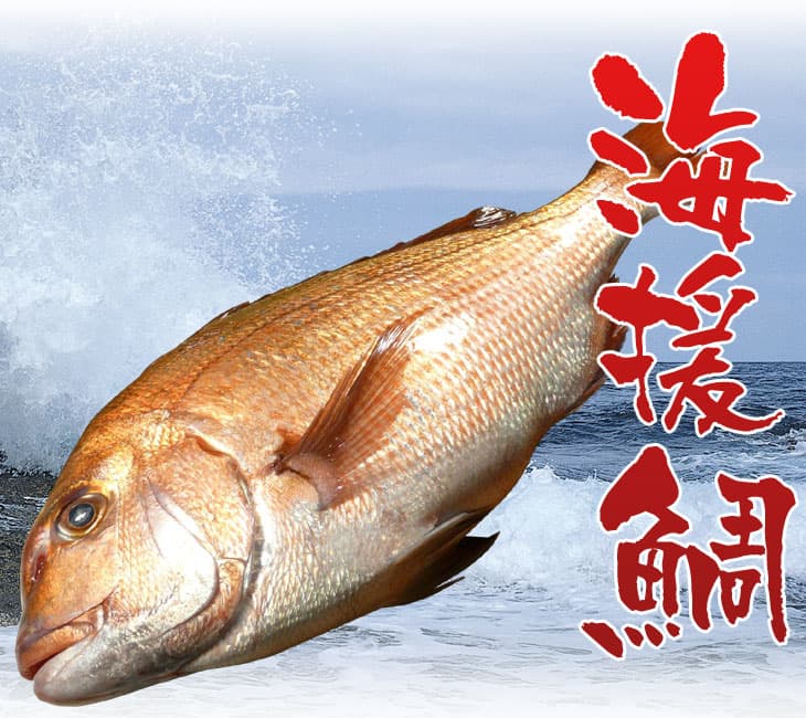 【ふるさと納税】 真鯛の炊込み飯の素 3合炊き用(濃縮タレ付) 故郷納税【koyofr】真鯛の旨みが凝縮された濃縮されたタレ 鯛めし 米と炊くだけ【geiseiymt】＜高知市共通返礼品＞