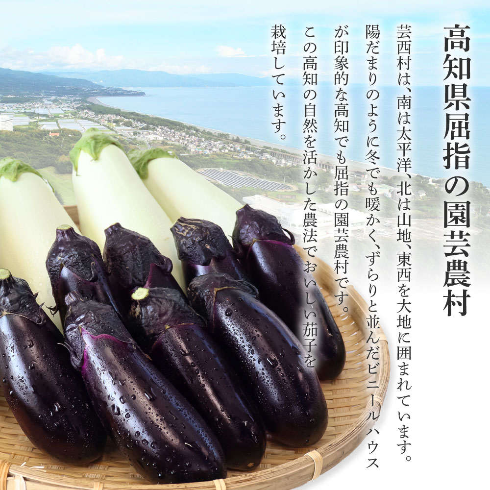 【ふるさと納税】【先行予約】食べ比べ！白と黒のナスセット 黒ナス8本白ナス4本 なす 茄子 黒なす 白なす 焼き茄子 煮浸し 漬物 浅漬け 味噌汁 おかず 野菜 セット 新鮮 お取り寄せ 常温 配送 国産 食品 ふるさとのうぜい 故郷納税 高知県 5000円