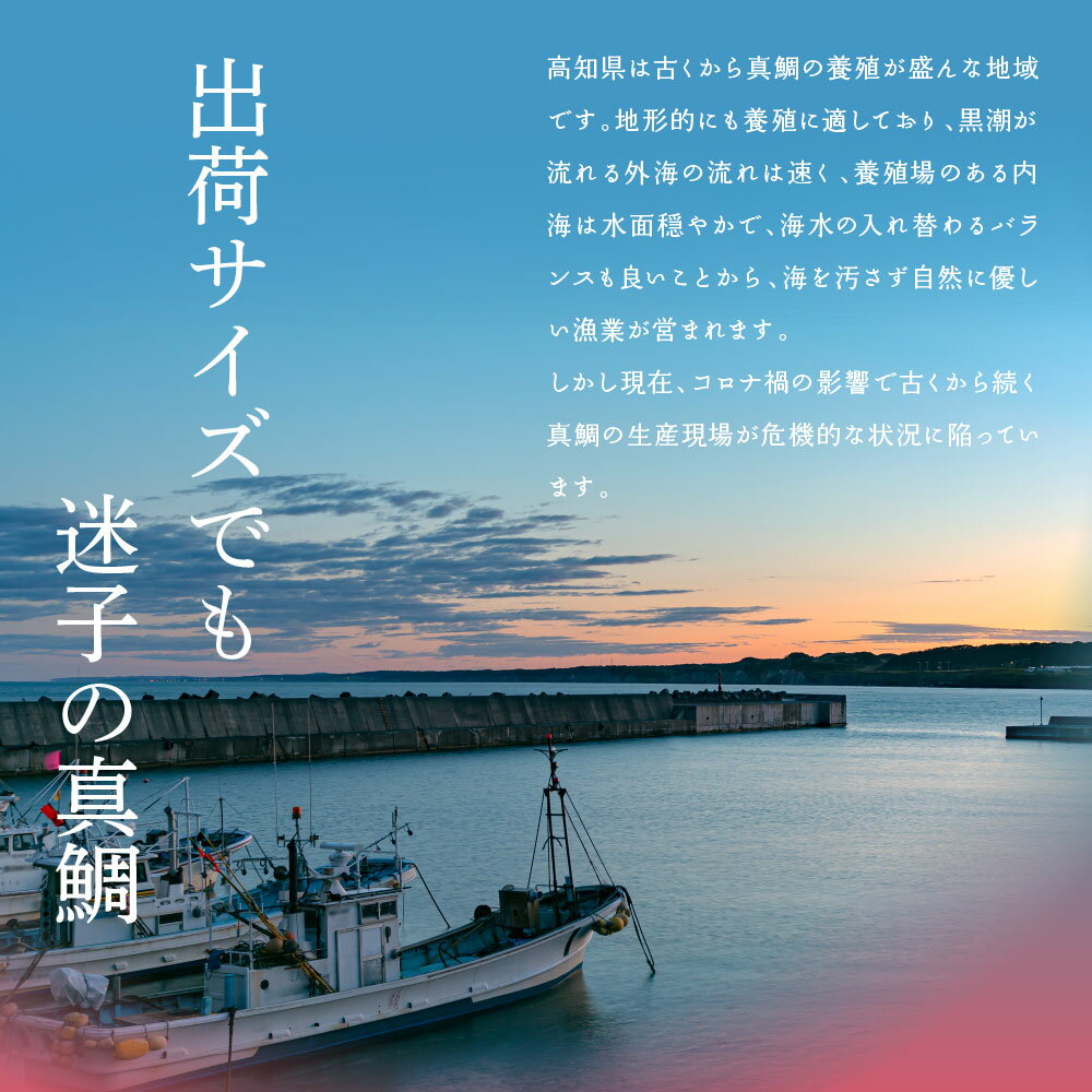 【ふるさと納税】コロナ 緊急支援 海鮮「真鯛の漬け丼の素」1食80g×5P【2022年発送】《迷子の真鯛を食べて応援 養殖生産業者応援プロジェクト》5000円 惣菜 そうざい 冷凍 保存食 海鮮丼 増量用たれ付 小分けパック 一人暮らし【koyofr】高知市共通返礼品【コロナ応援企画】