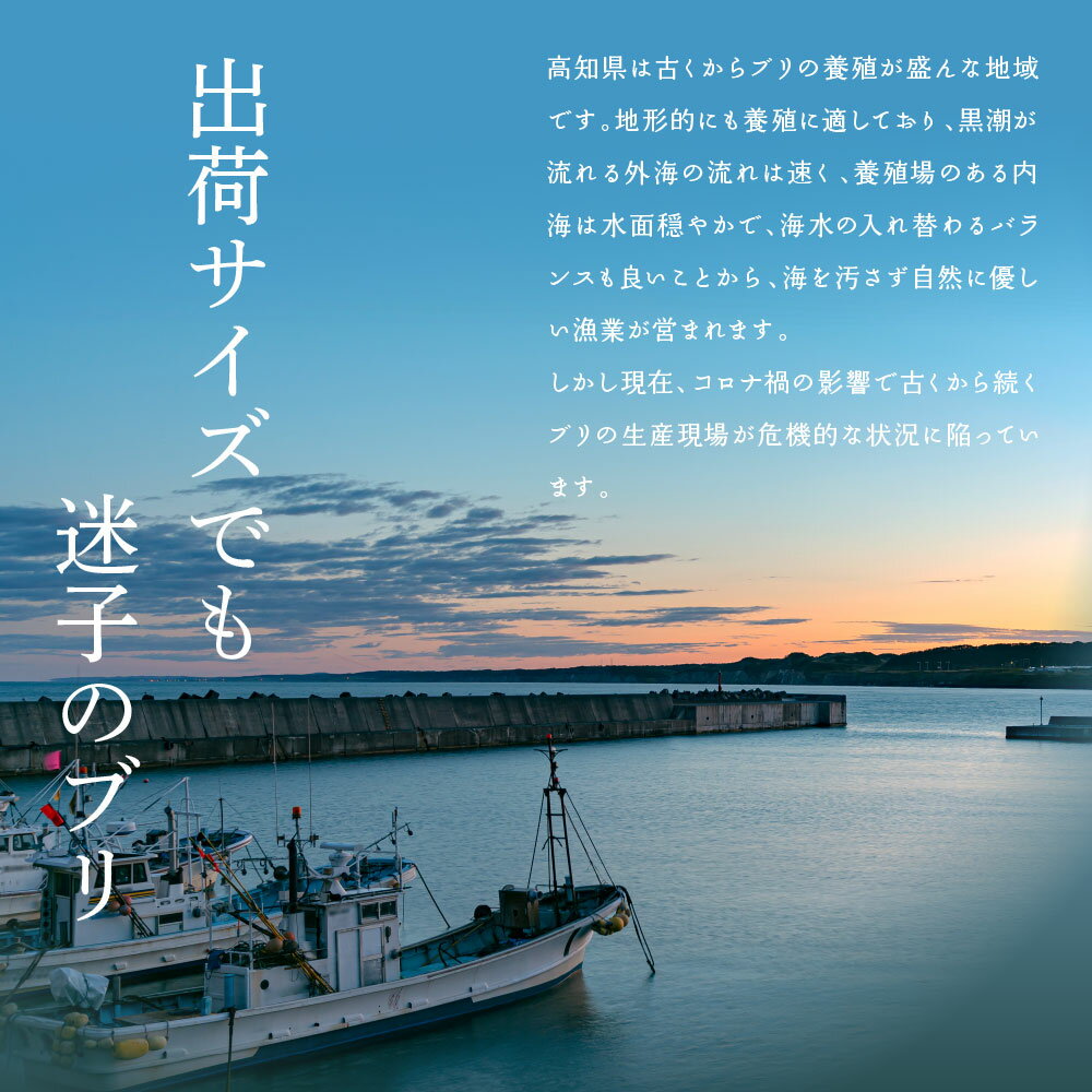 【ふるさと納税】 海鮮「ブリの漬け丼の素」1食80g×5P＋「訳ありカツオのたたき」600g以上《迷子のブリを食べて応援 養殖生産業者応援プロジェクト》故郷納税／「ブリの漬け丼の素」と人気「訳ありカツオのたたき」緊急支援【koyofr】惣菜 そうざい〈高知市共通返礼品〉