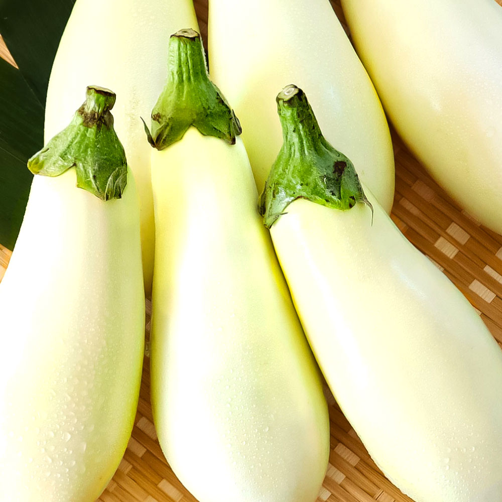 【ふるさと納税】【先行予約】白ナス6本 なす 茄子 1本180g以上 野菜 新鮮 美味しい グラタン シチュー ラタトゥイユ 洋食 和食 料理 お取り寄せ ふるさとのうぜい 故郷納税 6000円 返礼品 高知県 高知