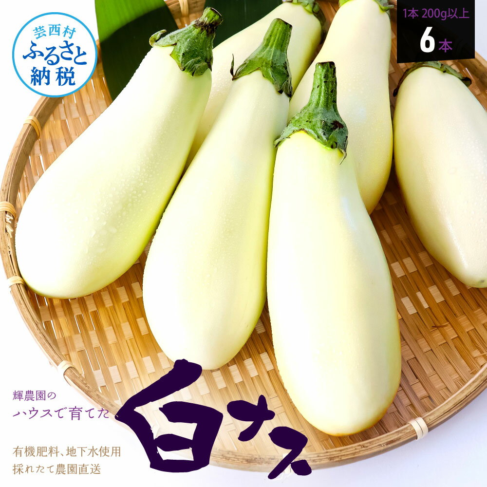 ڤդ뤵Ǽǡۡͽʥ6 ʤ ػ 1200gʾ   ̣ 饿 塼 饿ȥ ο ¿ ...