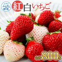 【ふるさと納税】“Berry農園”山本さんの紅白いちご 800g(計4パック) 苺 イチゴ 食べ比べ ...