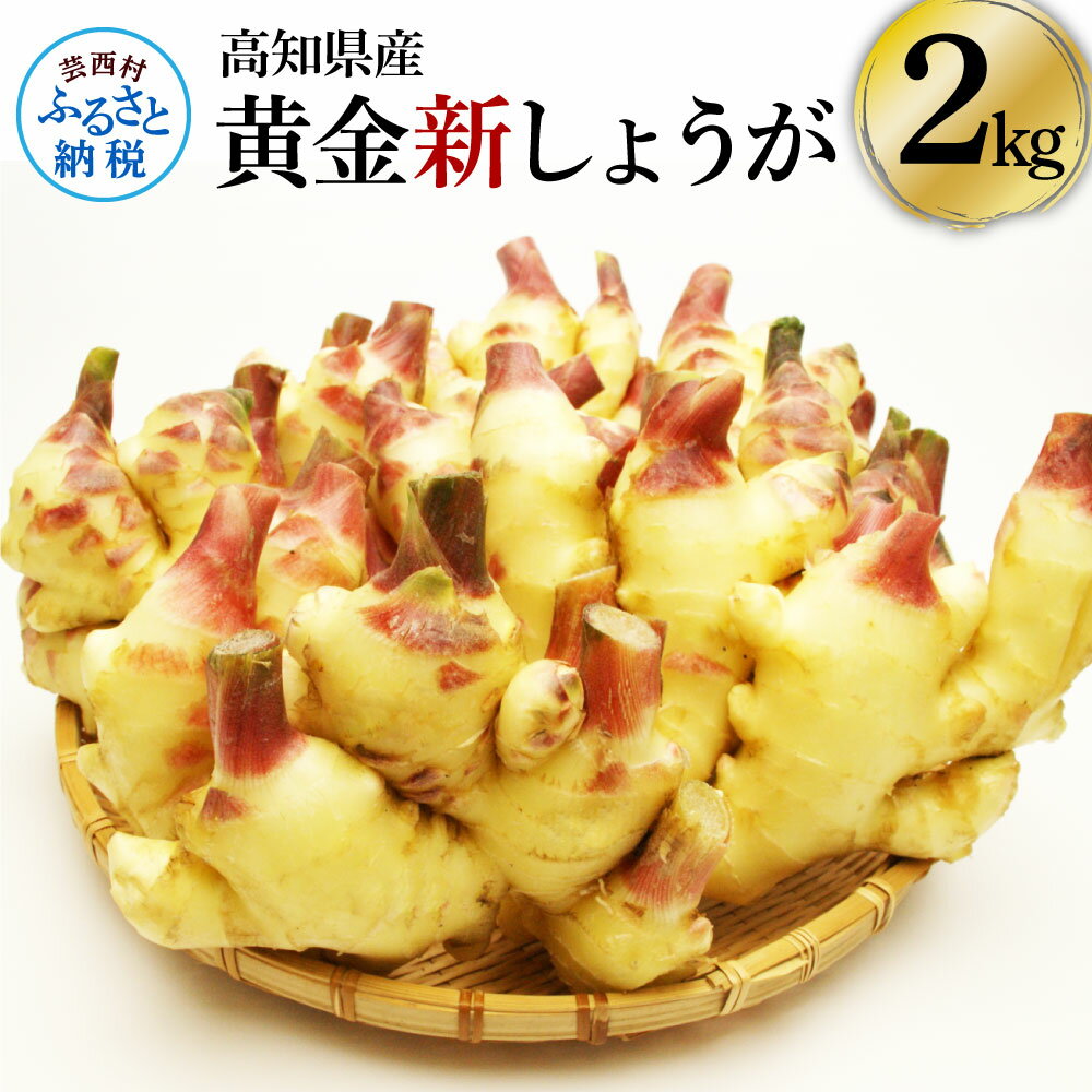 【ふるさと納税】高知県産ハウス黄金新しょうが2kg しょうが ショウガ 生姜 坂田信夫商店 新生姜 新鮮 黄金しょうが 高知 国産 生姜焼き しょうが湯 ふるさとのうぜい 故郷納税 10000円 返礼品 高知県産のサムネイル