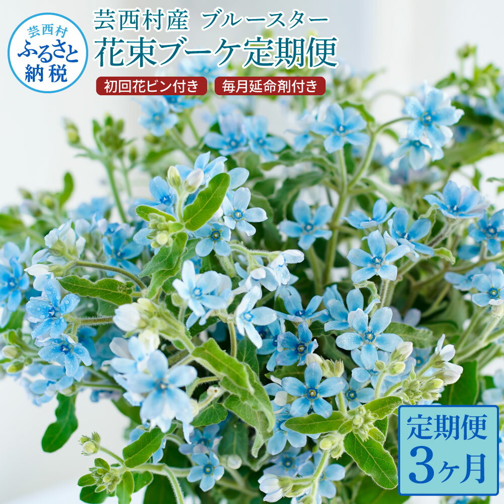 8位! 口コミ数「0件」評価「0」 《3ヵ月定期便》 ブルースター 花束 初回花瓶付 定期便 定期コース 全3回 延命剤付き ラッピング 花びん 生花 花束 ブーケ 花 お花･･･ 