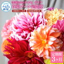 【ふるさと納税】 《3ヵ月定期便》 ダリア 花束 初回花瓶付 定期便 定期コース 全3回 延命剤付き ラッピング 花びん 生花 花束 ブーケ 花 お花 おすすめ...