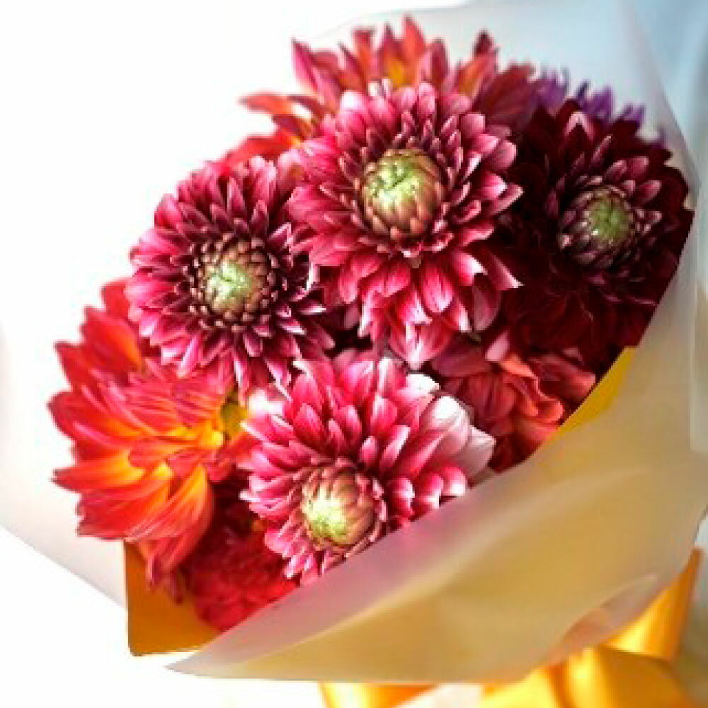 【ふるさと納税】 《6ヵ月定期便》 ダリア 花束 初回花瓶付 定期便 定期コース 全6回 延命剤付き ラッピング 花びん 生花 花束 ブーケ 花 お花 おすすめ 可愛い キレイ おしゃれ 自宅 職場 供花 お供え ギフト プレゼント ふるさとのうぜい 故郷納税 150000円 高知県 返礼品