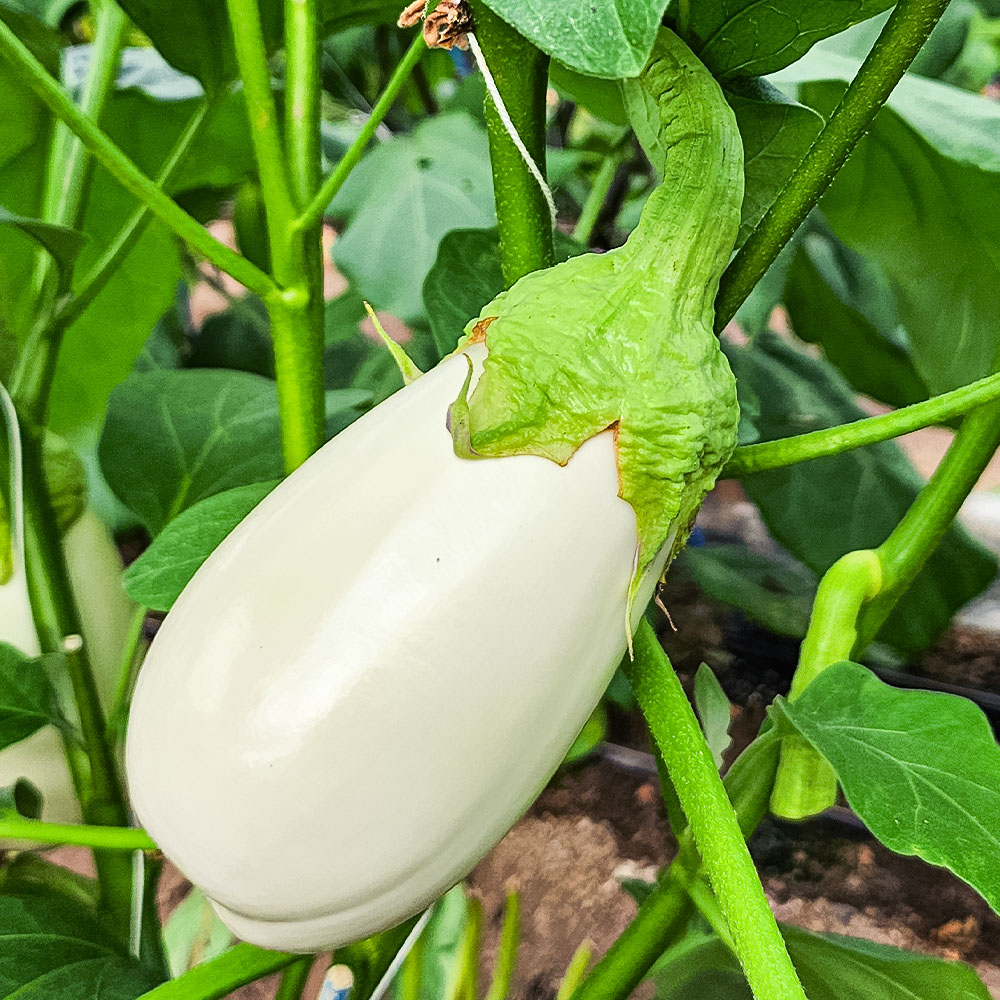 �ڤդ뤵��Ǽ�ǡ���ʥ�6�� �ʤ� �ػ� 1��180g�ʾ� ��� ���� ��̣���� ���饿�� �����塼 �饿�ȥ����� �ο� �¿� ���� ������ �դ뤵�ȤΤ����� �ζ�Ǽ�� 6000�� ������ ���θ� ���� ��󥭥� �͵� �ζ�Ǽ�� ��󥭥�� �դ뤵��Ǽ������ ��������