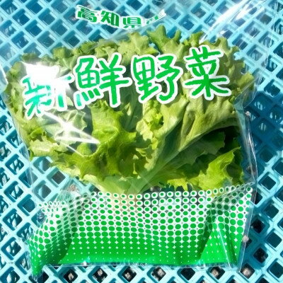 【ふるさと納税】【栽培期間中農薬不使用】四国のど真ん中で栽培された生鮮リーフレタス 約100g×8袋セット【配送不可地域:離島】【1493186】