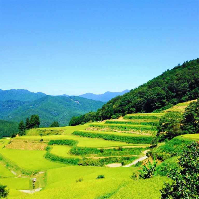 【ふるさと納税】特別純米酒　相川誉 山廃純米酒　1800ml